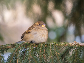 Sparrow sits on a fir branch in the sunset light.