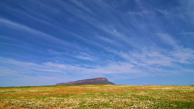 Beautiful clouds that move dynamicallyin in the wild flower carpet.
Namaqualand, Northern Cape, South Africa