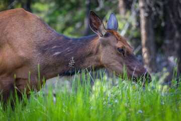 Elk Caribou female in Jasper National Park, AB - close up