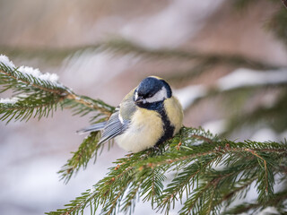 Cute bird Great tit, songbird sitting on the fir branch with snow in winter