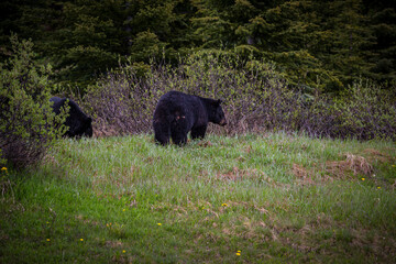 Young American Black Bear, Ursus americanus, foraging lush green grass meadow