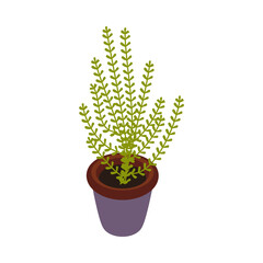 Restaurant Pot Plant Composition