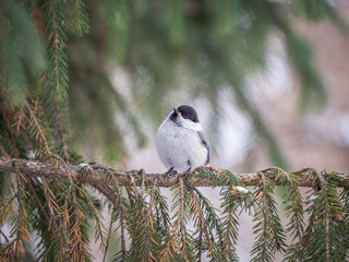 Cute bird the willow tit, song bird sitting on the fir branch
