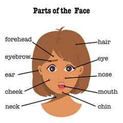 Fototapeta premium Part of the face young woman has brown short hair with text details on white background.Vector isolate flat design of cartoon cute girl surprising concept for kids education or first English learning.