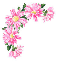A semicircle of chrysanthemums. Watercolor vintage illustration. Isolated on a white background.