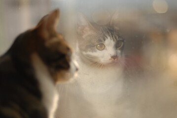 Portrait of brown tabby cat