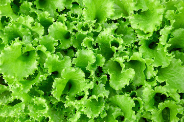Green lettuce leaves grow in a vegetable garden. - obrazy, fototapety, plakaty