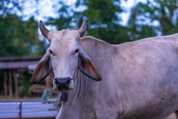 White Thai cow looking at the camera in the field
