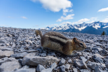 Chipmunk in National Park of Banff Canada