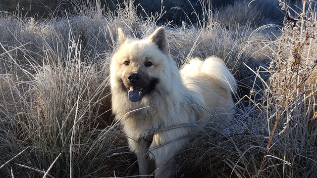 eurasier r&uuml;de hund