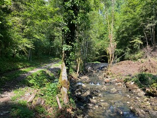 Small mountain river Gerovčica, Zamost - Region of Gorski kotar, Croatia (Mala gorska rijeka Gerovčica ili goranska rječica Gerovčica, Zamost - Gorski kotar, Hrvatska)