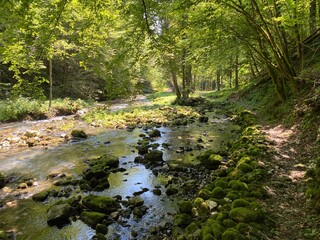 Obraz premium Small mountain river Gerovčica, Zamost - Region of Gorski kotar, Croatia (Mala gorska rijeka Gerovčica ili goranska rječica Gerovčica, Zamost - Gorski kotar, Hrvatska)