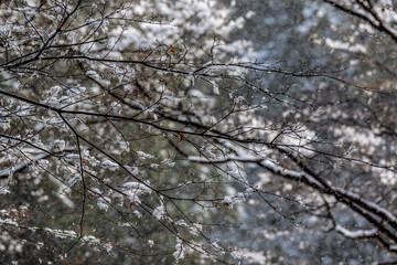 Winter scenery