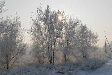 trees in the snow