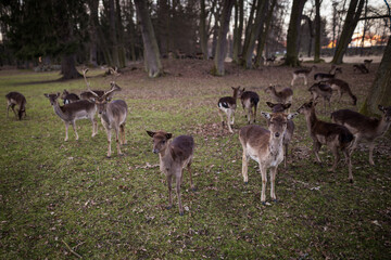 Herd of fallow deer in a park