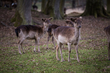 Naklejka na ściany i meble Herd of fallow deer in a park