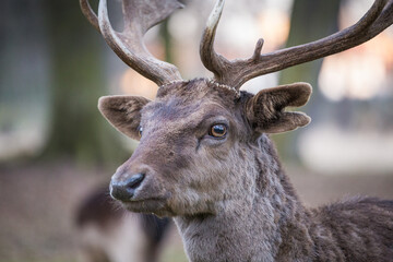 Obraz premium Fallow deer face