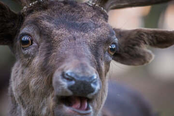 Fototapeta premium Fallow deer face