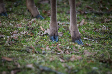 Deer hoof