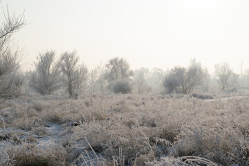 misty morning in the forest