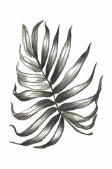 Tropical palm leaf. Decorative items for postcards, textiles and posters. Hand drawn pencil illustration.
