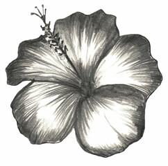 Tropical flower of Hibiscus. Decorative items for postcards, textiles and posters. Hand drawn pencil illustration.