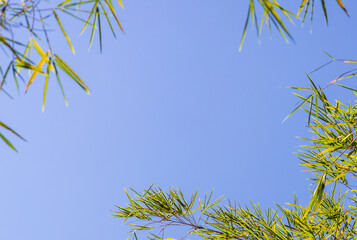 Summer background with Bamboo leaves and clear blue sky background, Tree leaves and clear blue sky background.