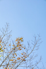 group of treetop and green and yellow leaf with sky from park with copy space