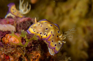 Bright Kunie's Chromodoris nudibranch .(Goniobranchus kuniei), a sea slug in Sogod Bay near Padre Burgos, Southern Leyte, Philippines.  Underwater photography and travel.