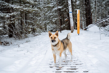 Winter landscape with animals. A red dog in the woods. A cute pet with a collar stands in the middle of a snow-covered grove. A devoted friend and comrade of man