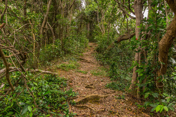 A pathway in jungle, Mulu, Borneo
