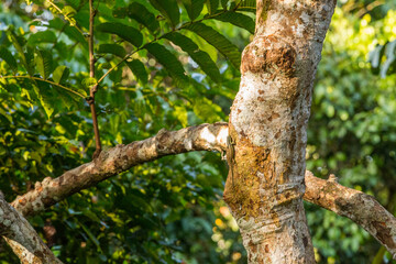 Striped Tree Skink on a tree, Borneo