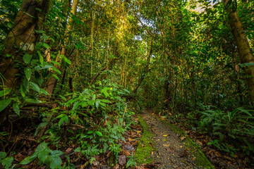 A pathway in jungle, Mulu, Borneo - obrazy, fototapety, plakaty