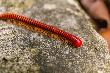 Close-up of a millipede, Borneo, Malaysia