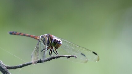 A beautiful dragonfly perched on a tree trunk