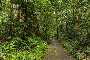 A pathway in jungle, Mulu, Borneo
