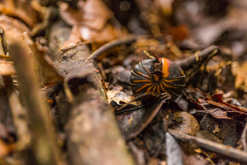 Pill Millipede