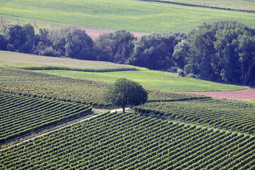 Weinberge in der Südpfalz
