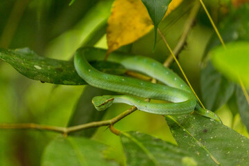 Wagler's pit viper