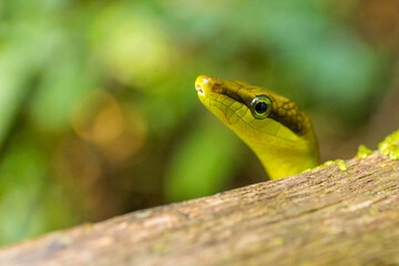 Red Tailed Racer snake