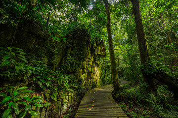 A pathway in jungle, Mulu, Borneo