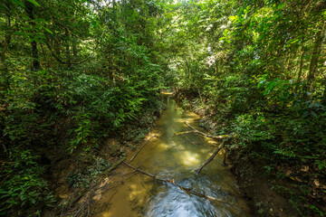 Obraz premium A pathway in jungle, Mulu, Borneo
