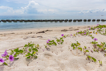 Beach with flowers, Turtle Island, Borneo