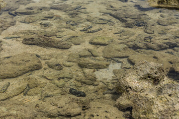 Sea bed in low tide with coral, Borneo