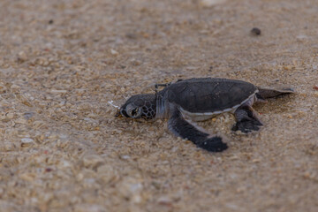 Sea turtle hatchling crawl to the sea
