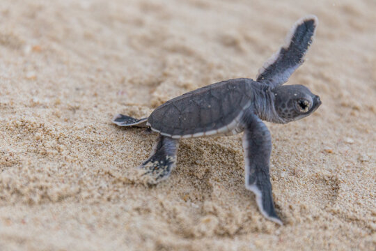 Sea turtle hatchling crawl to the sea