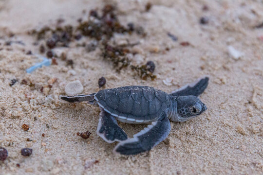 Sea turtle hatchlings crawl to the sea