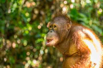 Young Orangutan, Borneo