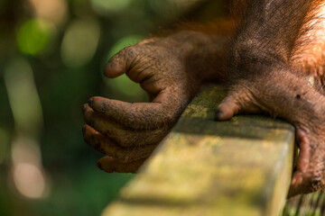 Foot and hand of Young Orangutan, Borneo