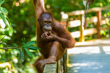 Young Orangutan eating, Borneo